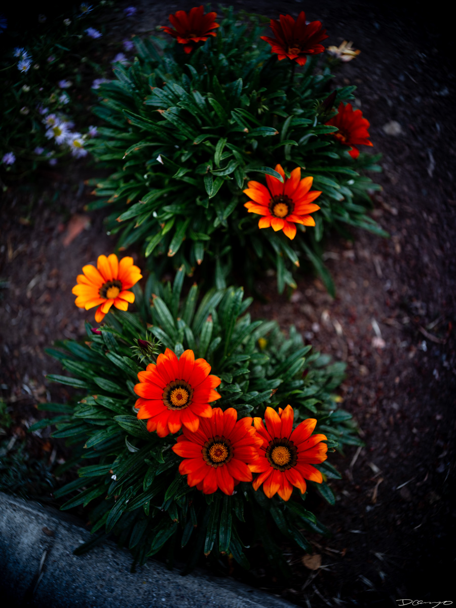 Pretty things that I wanted to take pictures of around Berkeley in 2023.